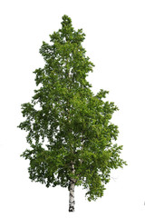 Birch (birk, betula) tree with with green leaves isolated on a white background