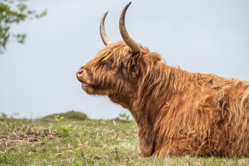 highland cow in field