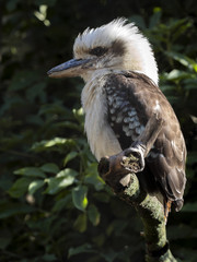 The blue-winged kookaburra, Dacelo leachii, is a noisy Australian bird