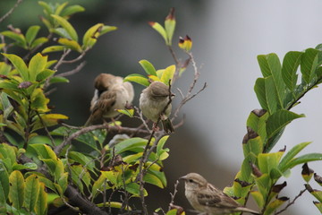 bird on a branch