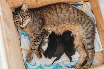 mother cat breastfeeding five newborn baby kittens 