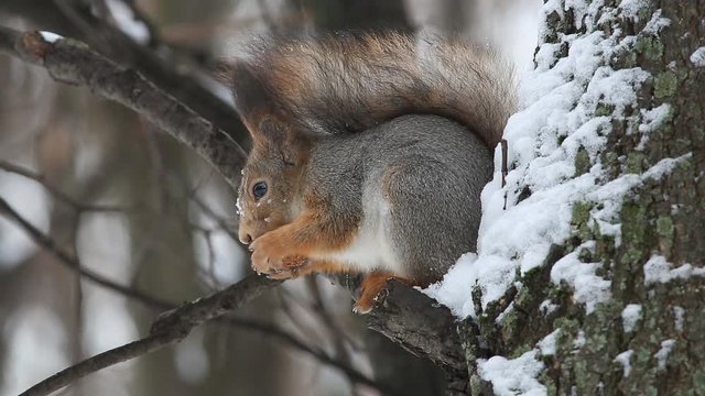 Red squirrel or Eurasian red squirrel (Sciurus vulgaris) sits on a branch and eats a nut