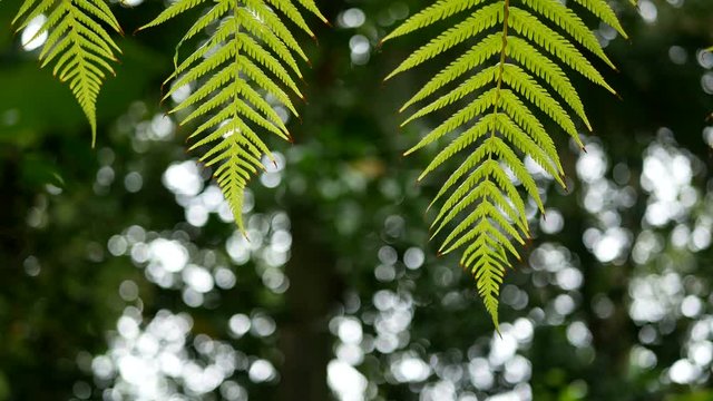 4K. green fern leaves sway from wind with green tree background and bokeh light. green natural background with copy space footage , selective focus with deep of field