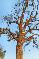 Tree with corws on the bank of Gadisar lake on sunset. Jaisalmer. India