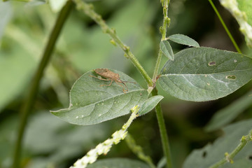 ホシハラビロヘリカメムシ