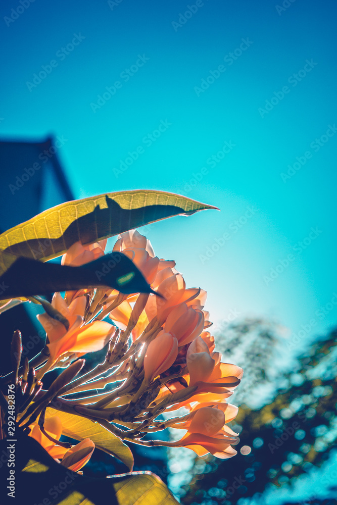 Wall mural a yellow of kamboja flower in tropical climate