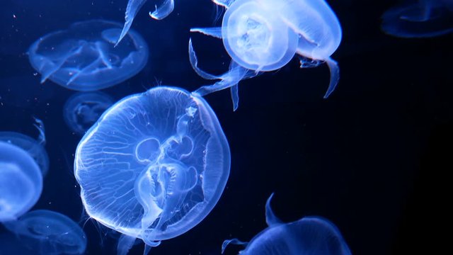 4K. group of fluorescent jellyfish swimming in Aquarium pool. transparent jellyfish underwater footage with glowing medusa moving around in the water. marine life wallpaper background.