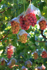 Japanese autumn vineyard landscape with big ripe red grapes