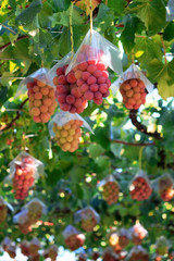 Japanese autumn vineyard landscape with big ripe red grapes