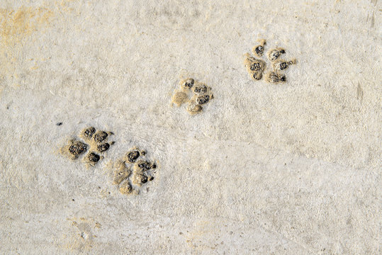 Close Up Of Dog Paw Print