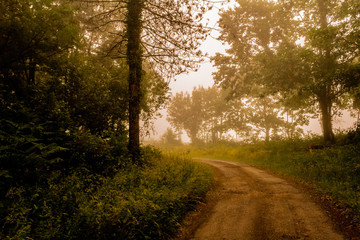 a cloudy day in the Otzarreta forest