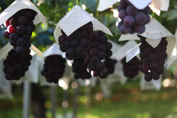 Japanese autumn vineyard landscape with large grown grapes