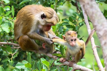 Mother Macaque Grooming her Child
