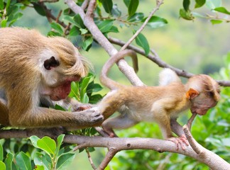 Mother Macaque Grooming her Child 