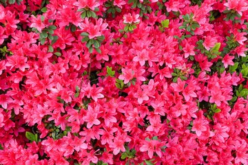 flowers in the garden