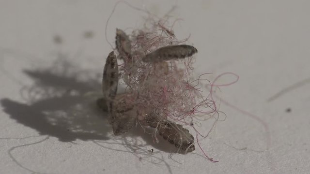 lice insects on human dyed hair clump, macro