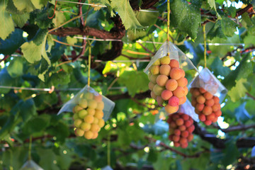 Japanese autumn vineyard landscape with big ripe red grapes