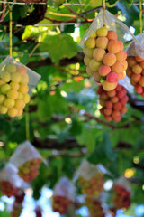 Japanese autumn vineyard landscape with big ripe red grapes