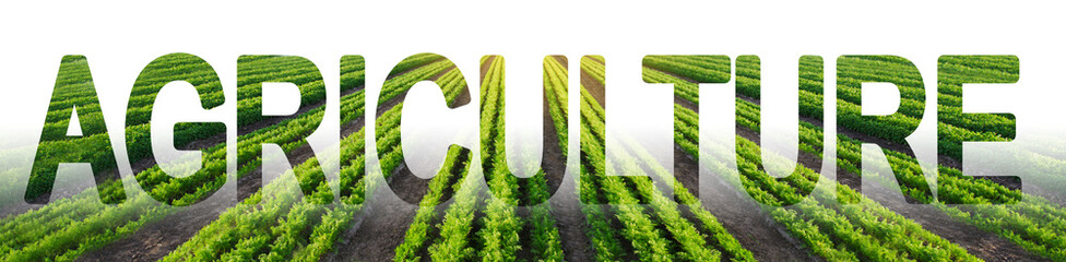 Green rows of carrot plantation and the inscription Agroculture. Growing vegetables and traditional...