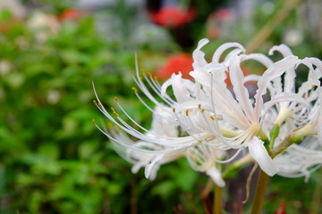 ピンクの彼岸花