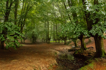 a cloudy day in the Otzarreta forest
