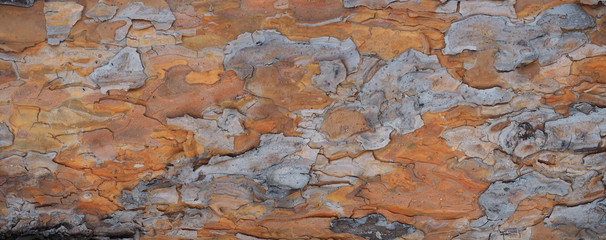 Pine tree trunk. Bark texture