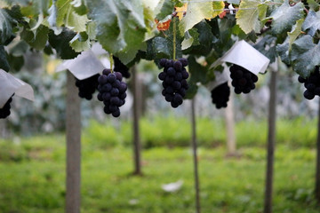 Quiet morning vineyard landscape with large ripe grapes