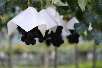 Quiet morning vineyard landscape with large ripe grapes