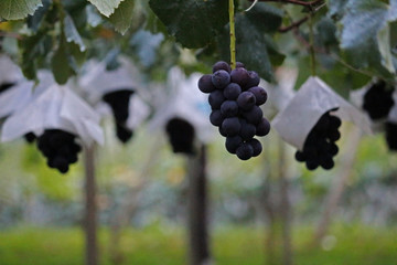 Quiet morning vineyard landscape with large ripe grapes