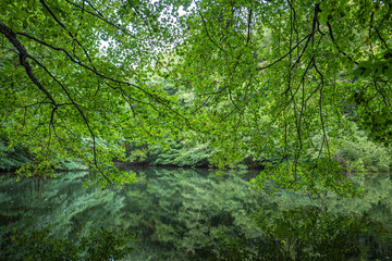 reflektionen im wasser am eiswoog in der pfalz