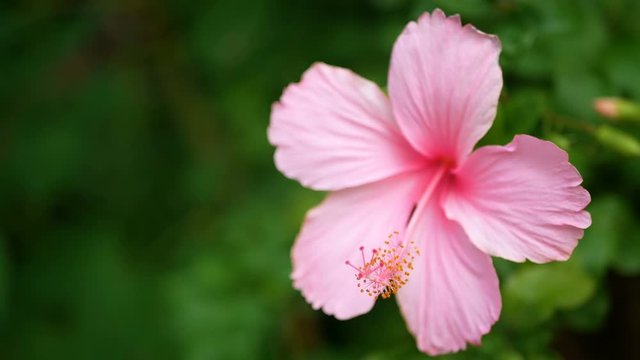 4K of pink Hibiscus rosa-sinensis in park with green leaves plant at background with gentle wind. Hibiscus flower or in other names like Chinese rose , shoe flower , rose mallow or Chaba flower