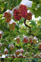 Japanese autumn vineyard landscape with big ripe red grapes