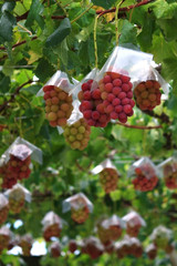 Japanese autumn vineyard landscape with big ripe red grapes
