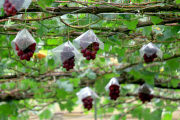 Japanese autumn vineyard landscape with large grown grapes