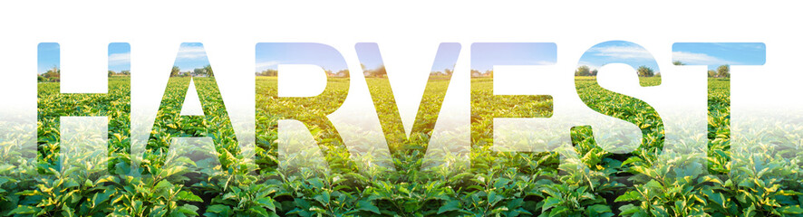 The word harvest on the background of plantation rows eggplant bushes. Autumn harvest season....