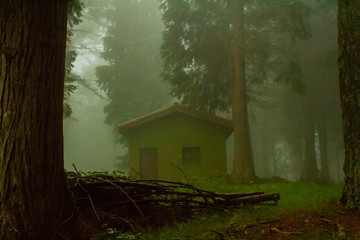 a cloudy day in the Otzarreta forest
