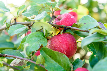 Apple tree with red apples.