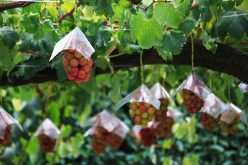 Japanese autumn vineyard landscape with big ripe red grapes