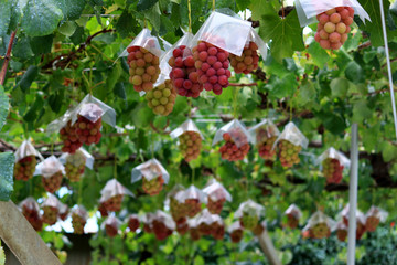 Fototapeta na wymiar Japanese autumn vineyard landscape with big ripe red grapes