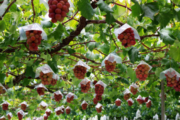 Japanese autumn vineyard landscape with big ripe red grapes
