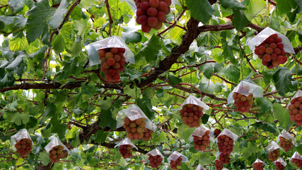 Japanese autumn vineyard landscape with big ripe red grapes