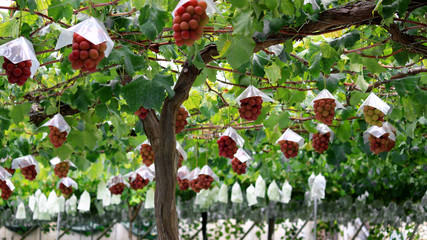 Japanese autumn vineyard landscape with big ripe red grapes