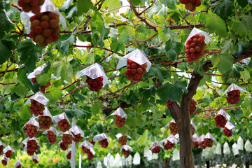 Japanese autumn vineyard landscape with big ripe red grapes