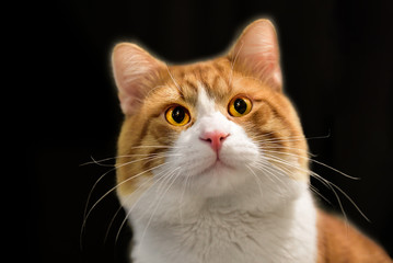 Portrait of a blonde cat isolated on black background