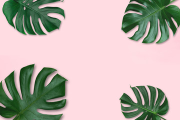 Green leaf background. Tropical leaves Monstera on pink background. Concept of nature in design