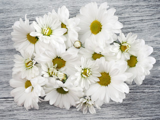 Obraz premium Beautiful chrysanthemum flowers on a gray wooden background. White marguerites. Top view