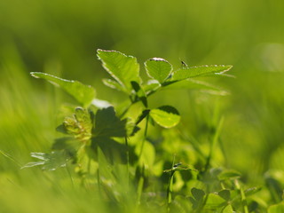 grass in the summer. forest