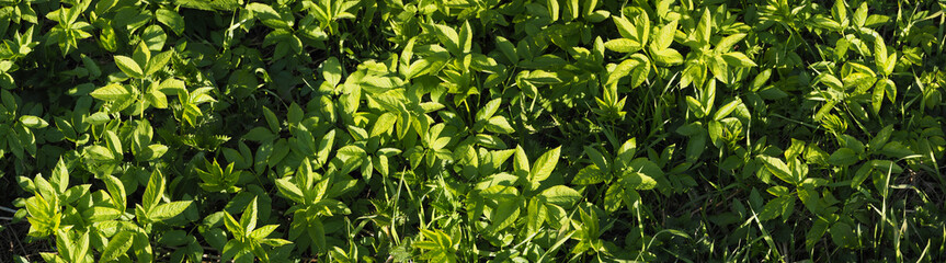 Green grass panorama. Different park plants on a sunny day. Summer nature background. Closeup. Top view