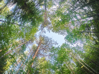 crowns of trees in the forest. down up