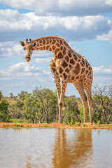 portrait of a giraffe ( Giraffa Camelopardalis) at a waterhole, Welgevonden Game Reserve, South...